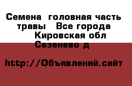 Семена (головная часть))) травы - Все города  »    . Кировская обл.,Сезенево д.